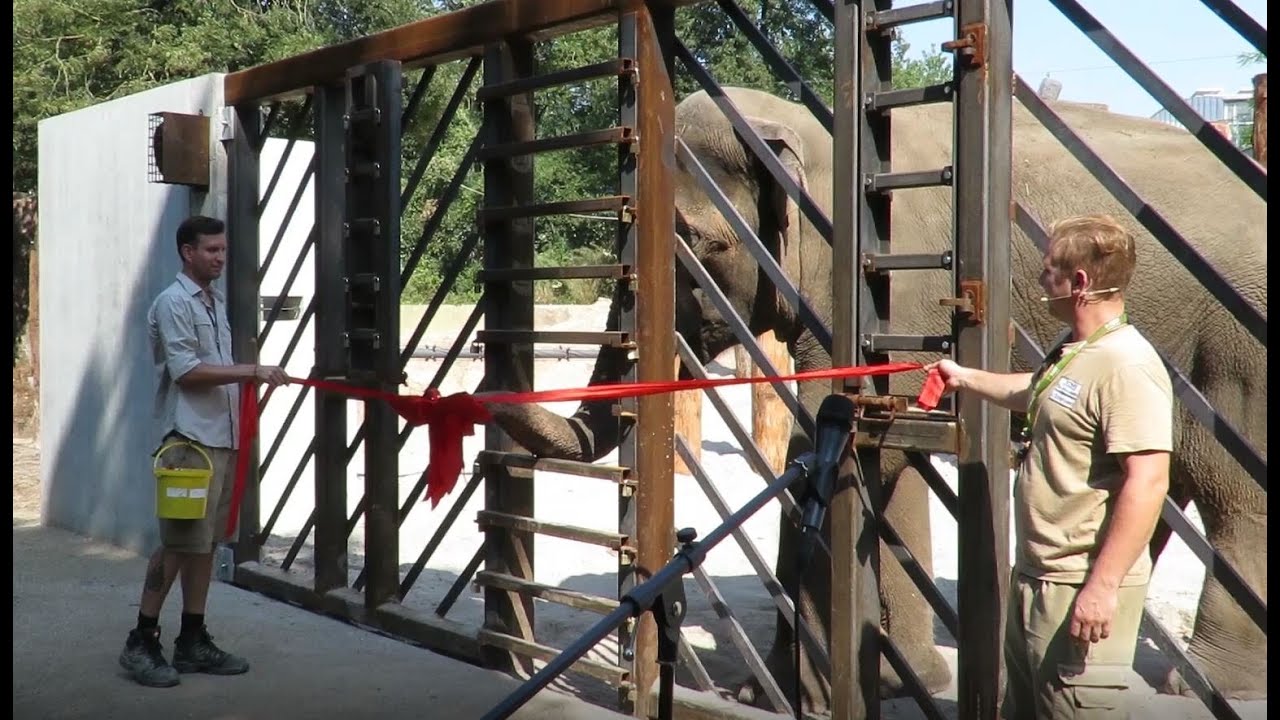 Zoo Heidelberg & WWF "Team Elefant Heidelberg": Eröffnung der Trainingswand für Elefanten