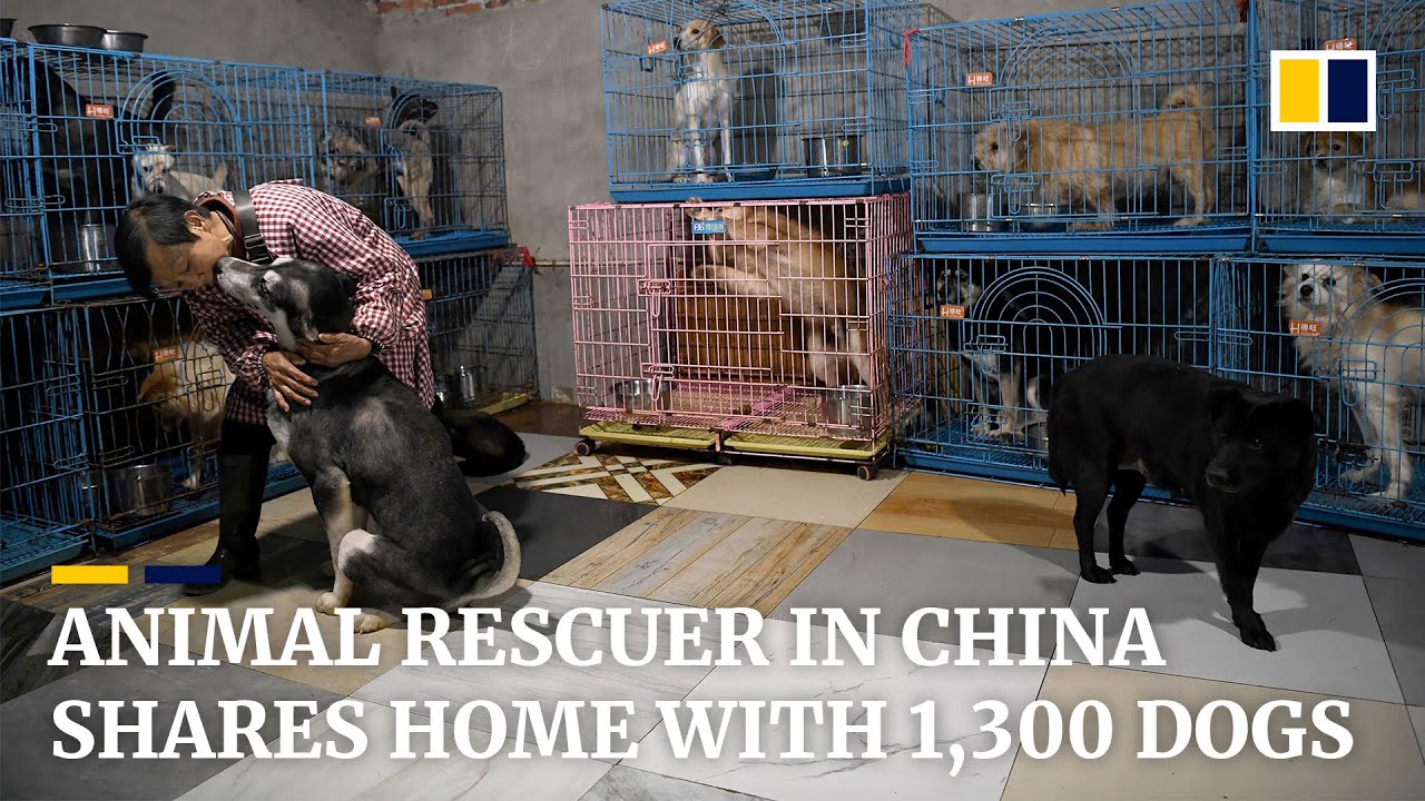 Animal rescuer in China shares home with more than 1,300 dogs