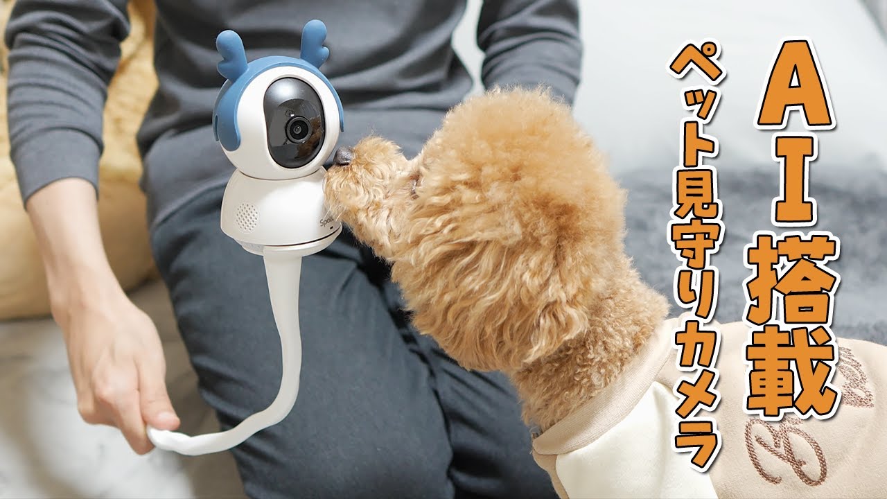 進化したAI搭載型ペット見守りカメラが凄すぎた！【SpotCam Mibo】
