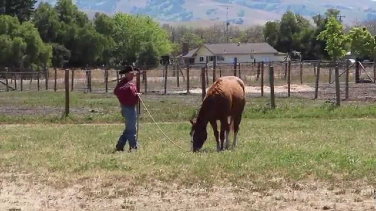 Horses that eat grass while leading and riding.