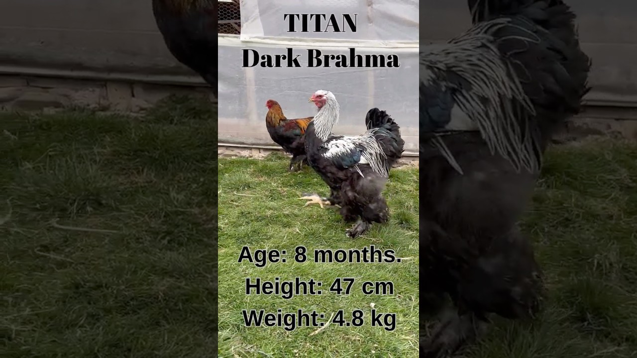 Legendary Dark Brahma.