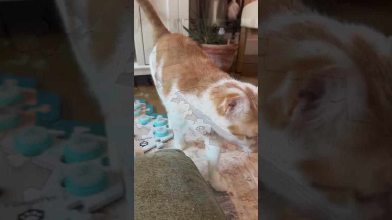 Just trying to have floor time with baby el&hellip;.#catmanjohn #russellthecat  #fluentpet #laundrycat
