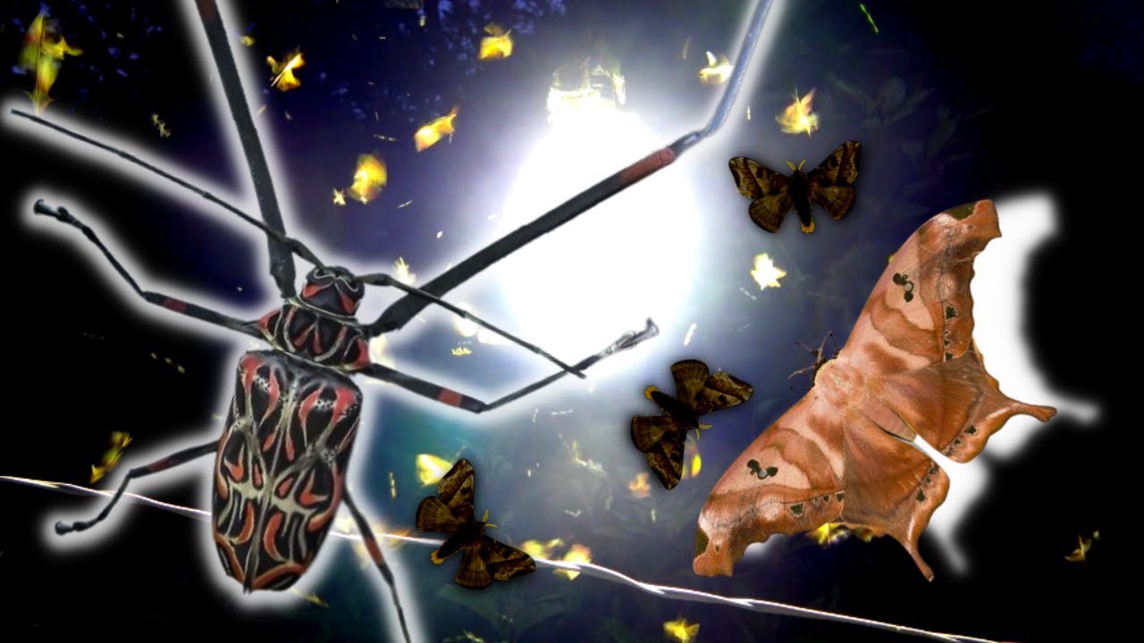 GIANT Moths & GIANT Beetles loved my LAMP! [Brazil insect trap]