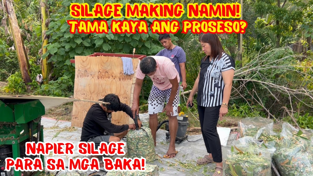 SILAGE MAKING NAMIN! TAMA KAYA ANG PROSESO? | NAPIER GRASS SILAGE | PAGKAIN NG MGA BAKA | SOLLE'S G.