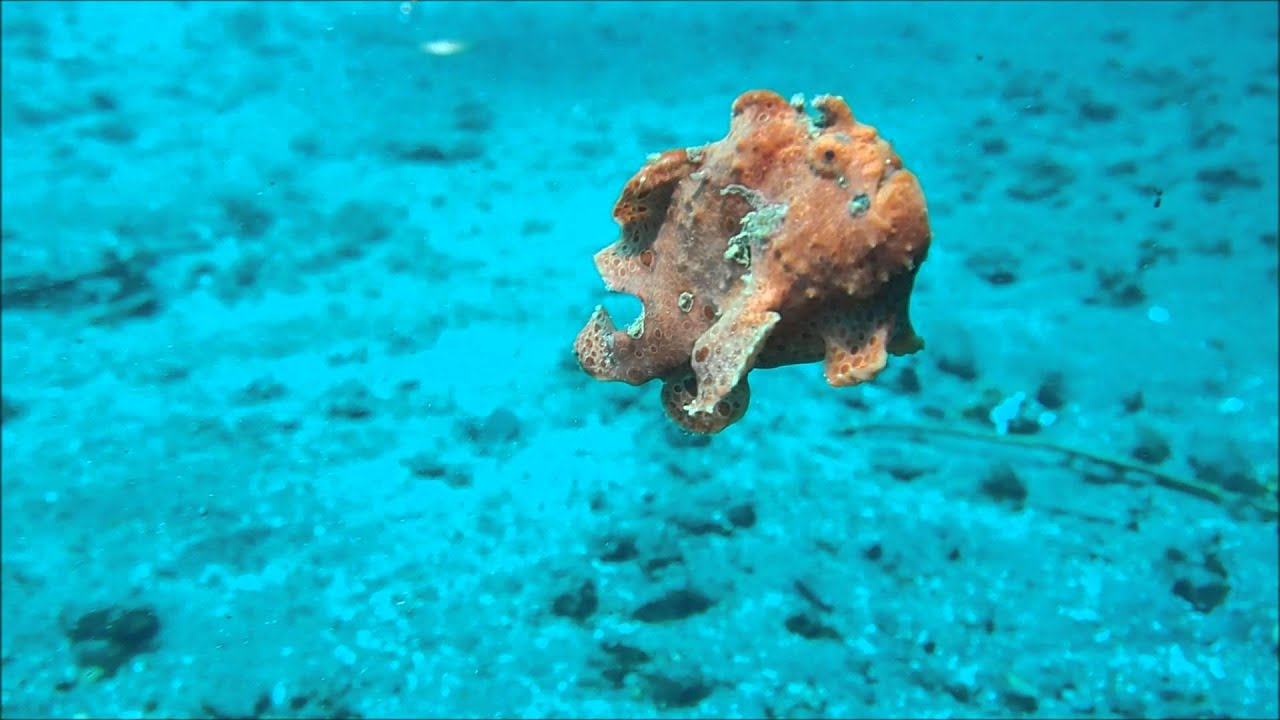 Diving Indo - Frogfish by YCH