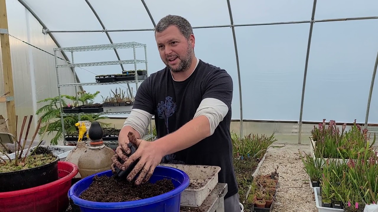 Repotting Venus flytraps in sphagnum peat mix (FlytrapStore soil mix)