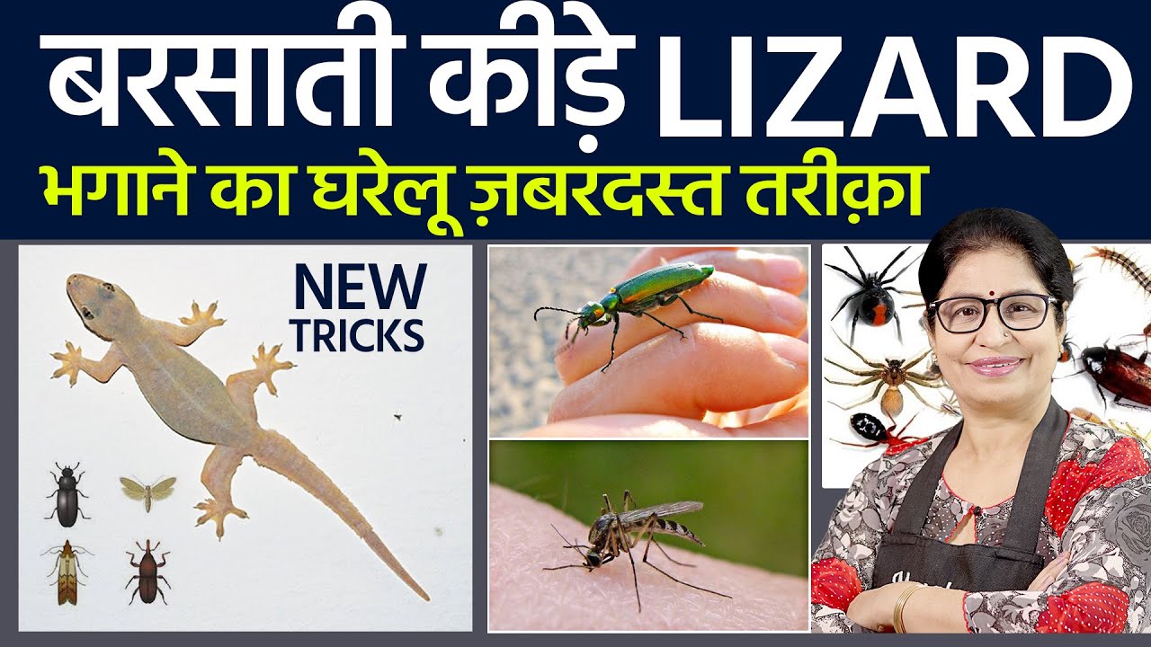इस 1 चीज से 5 Min मे सारे कीड़े-मकोड़े भाग जायेंगे | DIY Get Rid Of Insects | Chipakali Kaise Bhagaye