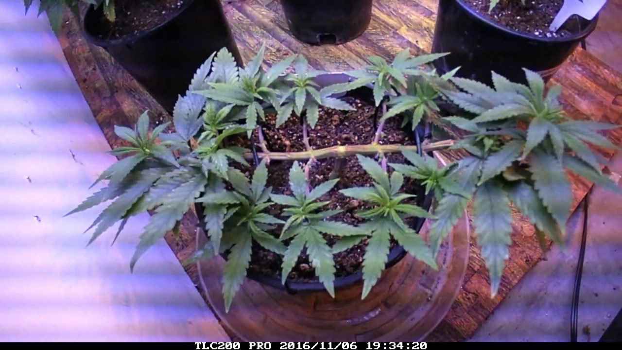 Fluxing Incredible! Part 3 Time Lapse
