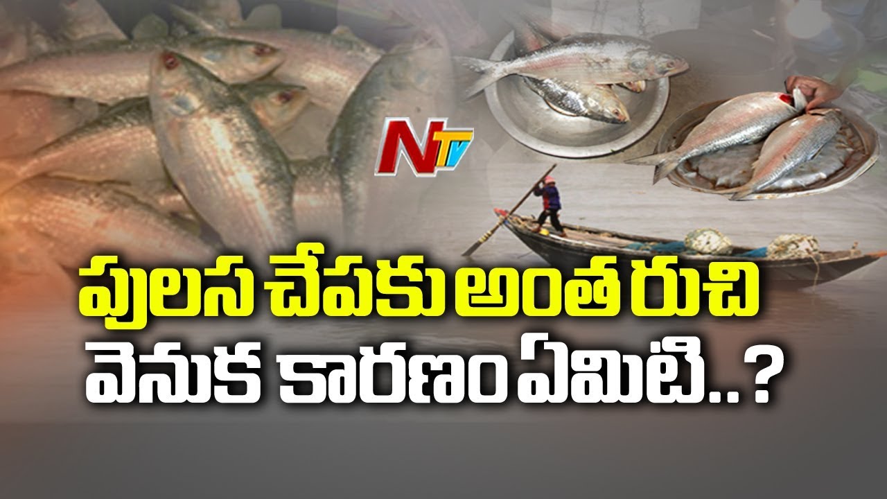 పులస చేపకి అంత రుచి రావడం వెనుక సీక్రెట్ ఏంటి? || Focus On Godavari Special Pulasa Fish || NTV