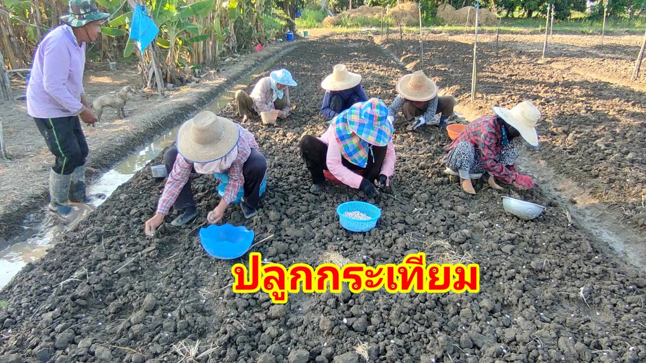 ปลูกกระเทียม ง่ายๆ @อยู่กับสวน