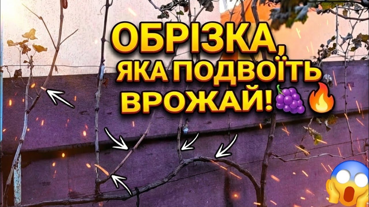 Обрізка 4х річного  куста винограда   #виноградникхерсона #виноградник #grapes #vineyard 