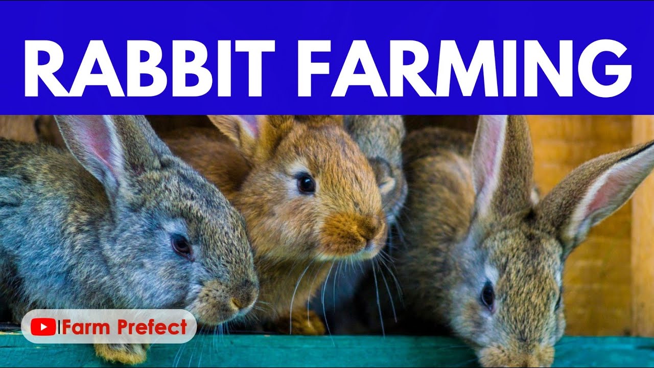 Starting a Rabbit Farm in Ghana 2024