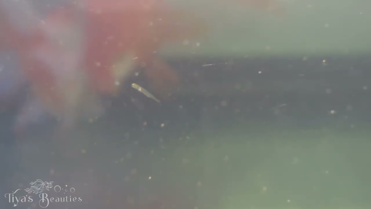 Ryukins Fry - First Feeding