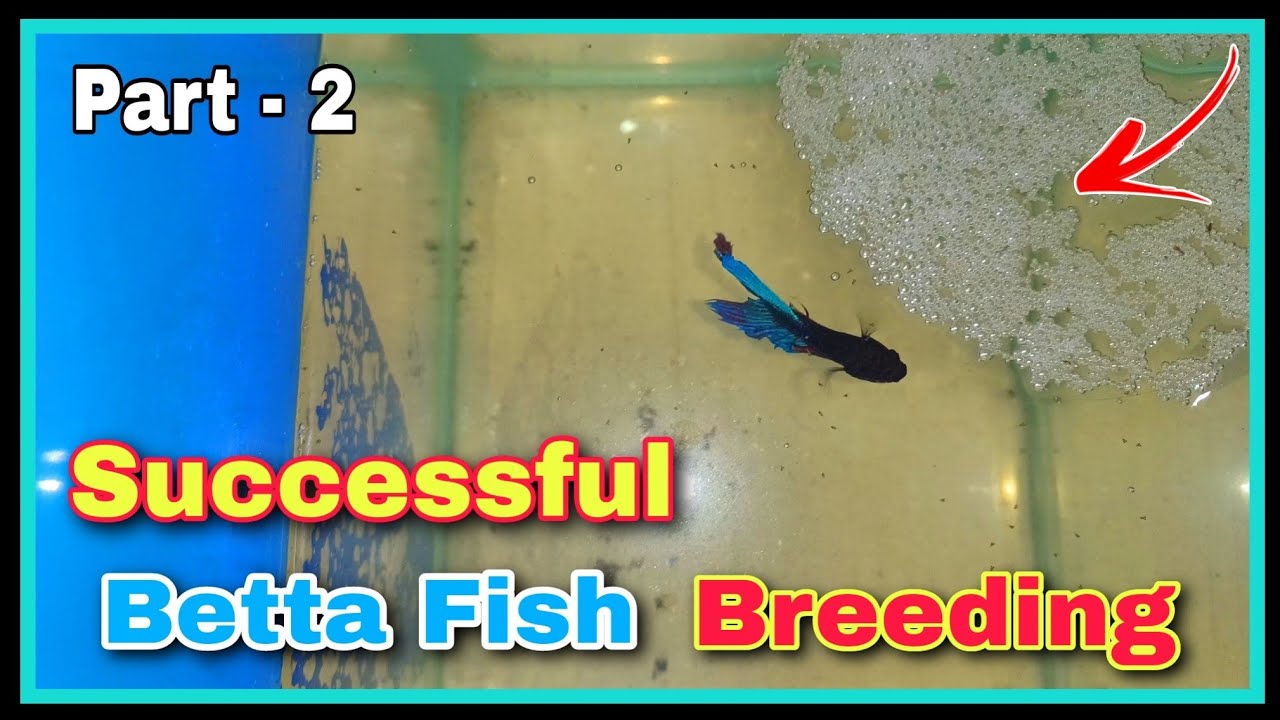 Lots of Betta Fish Fries 😍😍 | Successful Betta Fish Breeding Tutorial || Breeding Betta Fish at Home