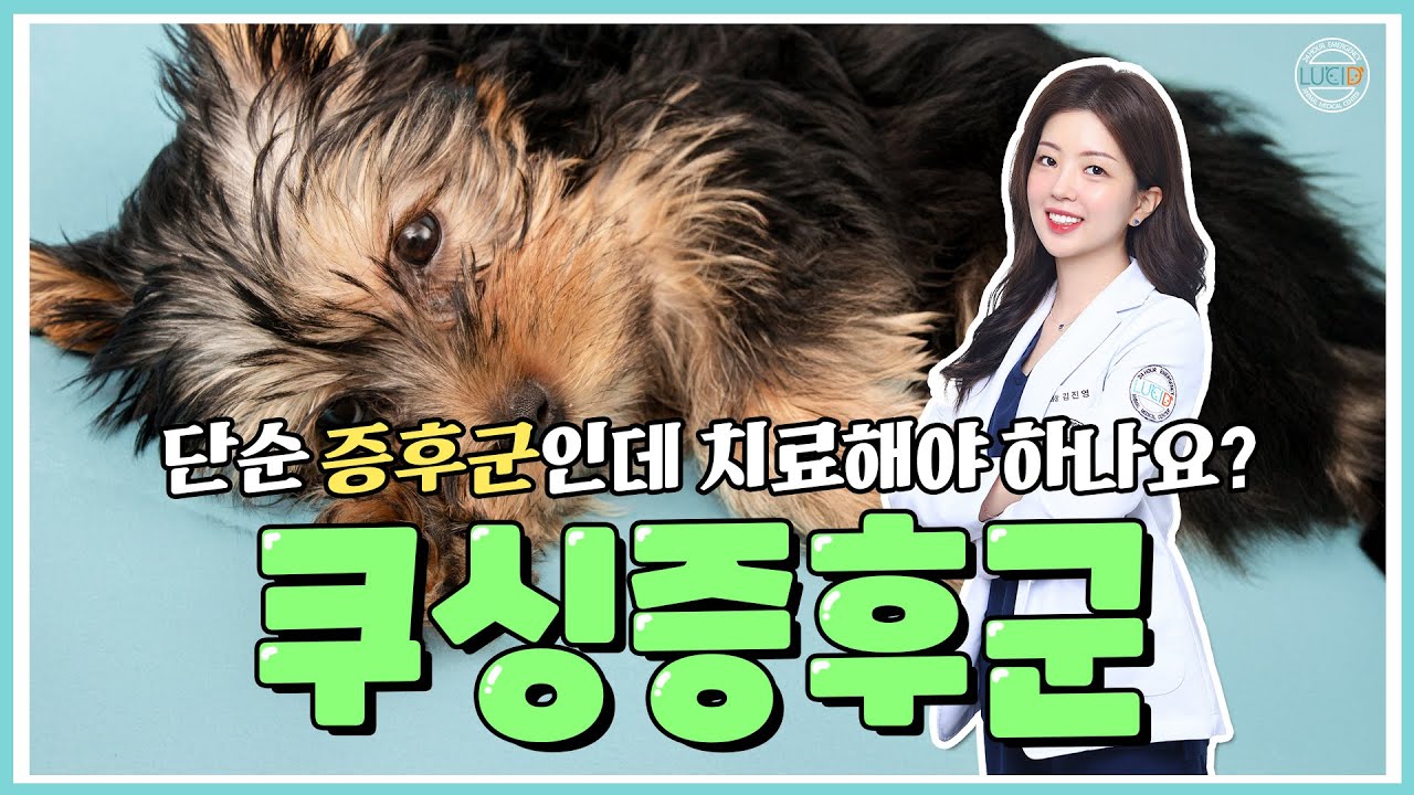 [쿠싱증후군] 평생 관리가 필요한 쿠싱증후군, 증상부터 치료까지 #강아지 #쿠싱증후군 #부신피질기능항진증