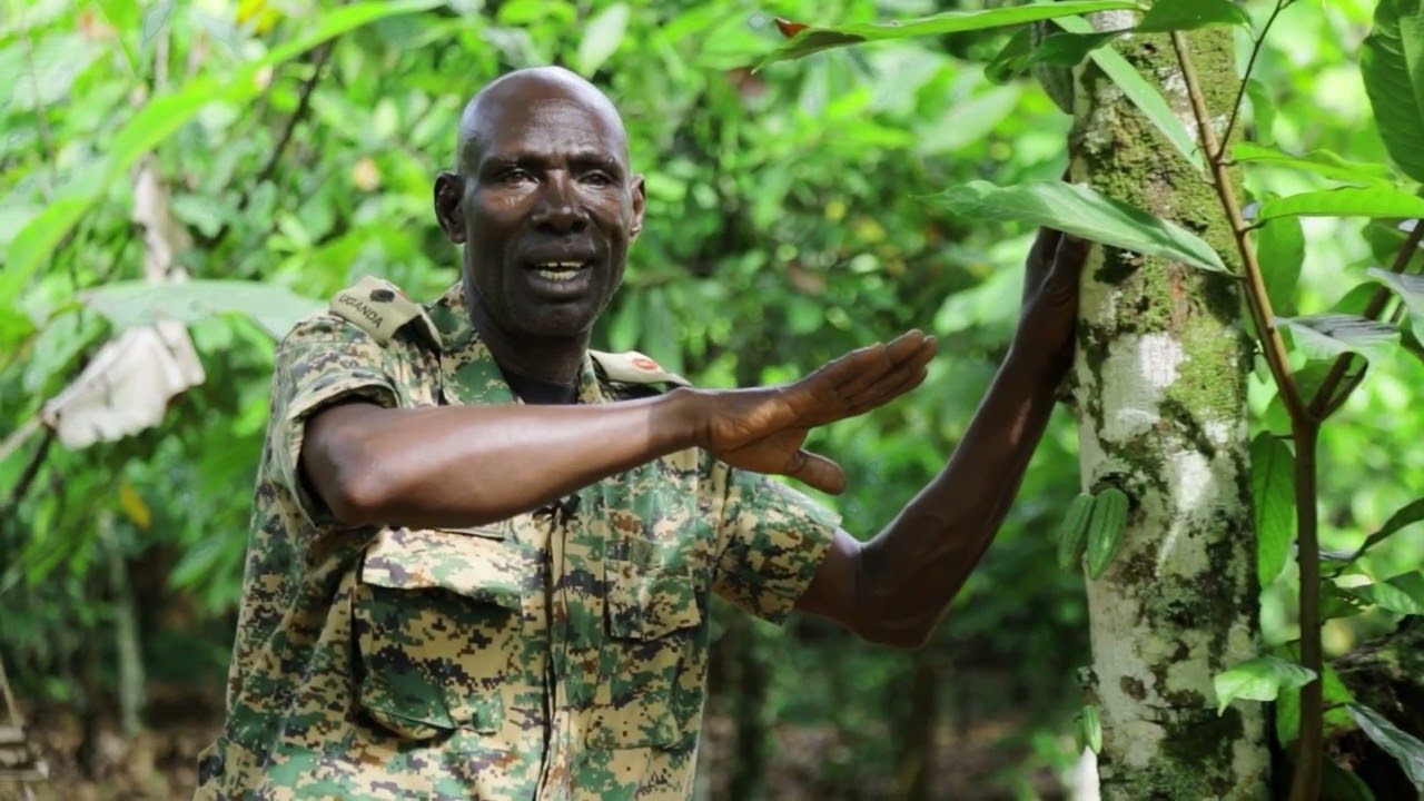 MUSEVENOMICS: COL KIGUNDU COCOA FARMER IN MAYUGE DISTRICT