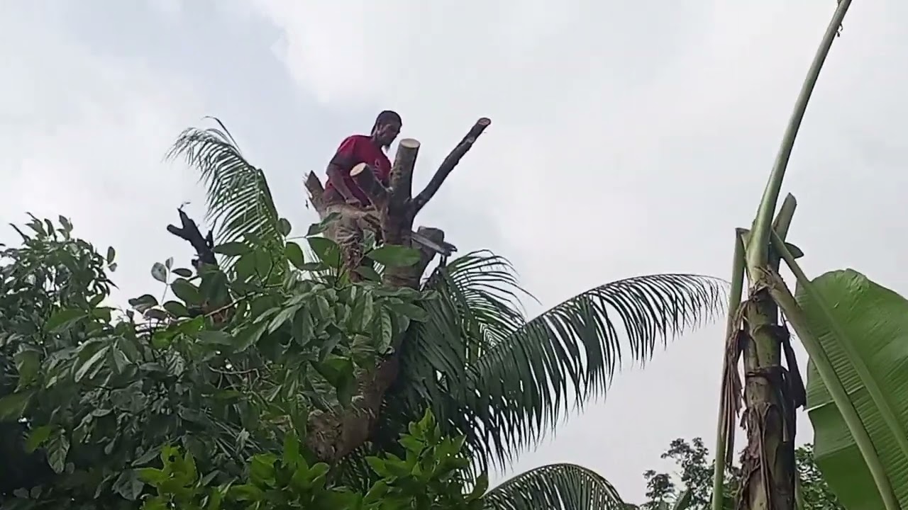 Diatas pagar ‼️ tebang pohon jengkol 