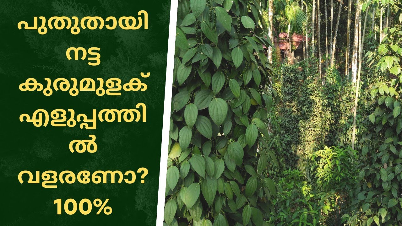 കുരുമുളക് തൈകൾ ഇടതൂർന്നു വളരണോ ? ഇങ്ങനെ ചെയ്തു നോക്ക്