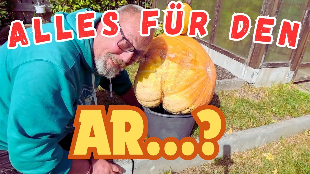 Der Kompost muss weg, die Kürbisse müssen raus / Kürbisanbau im Kompost, Hochbeet und im Beet.