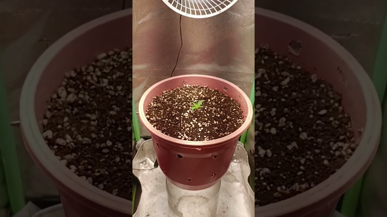 7 dias de vida, melhor substrato que j&aacute; cultivei   #substrato #cultivo #grow #substratoparacultivo