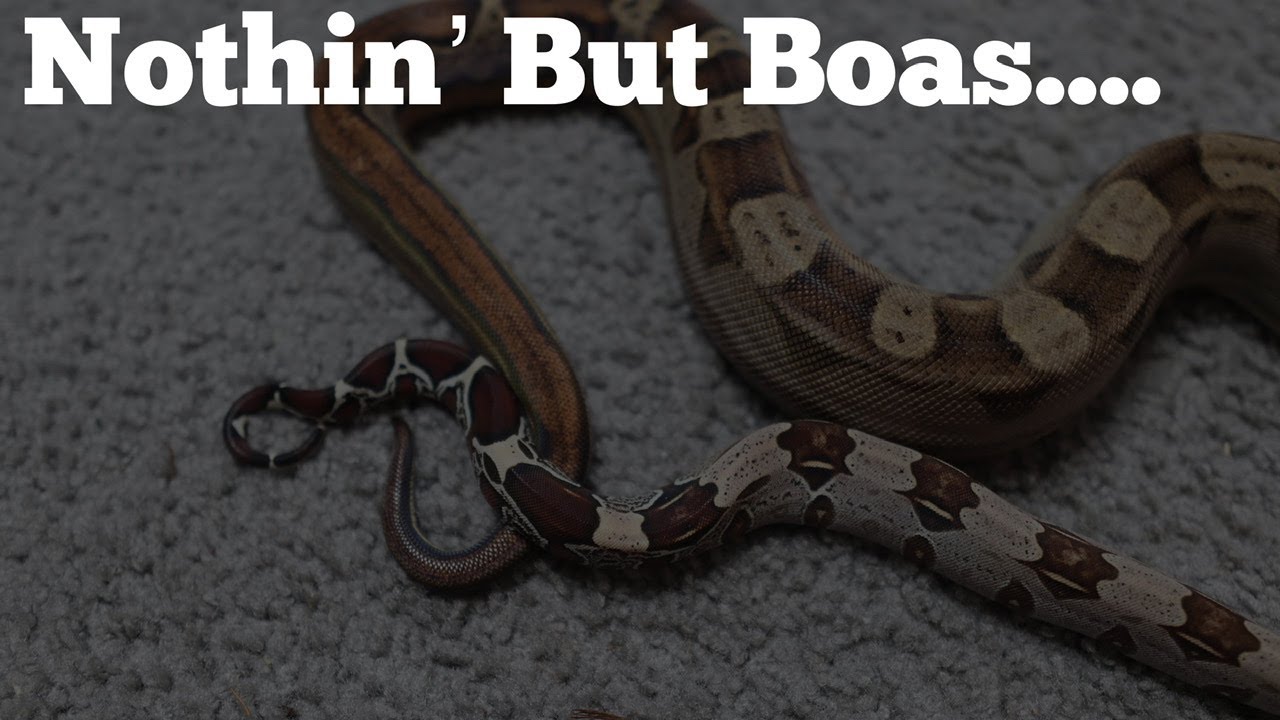 Nothin’ But Boas | Showing Off My Boas | Boa Collection