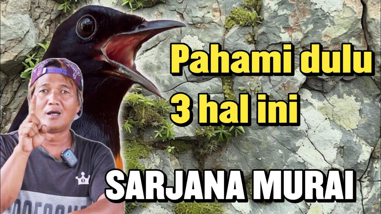 3 HAL PENTING YANG HARUS DI PERHATIKAN SEBELUM IKUT LOMBA MURAI BATU ‼️ By SARJANA MURAI