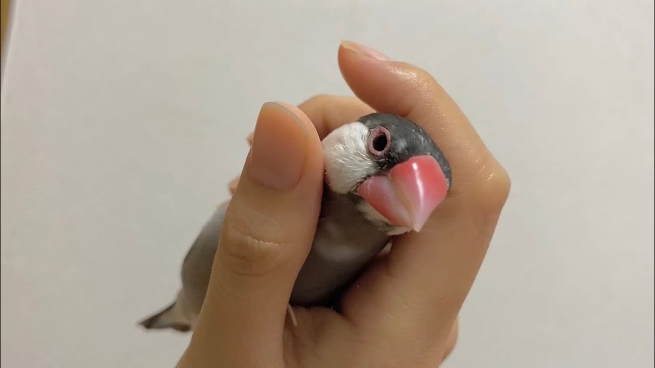 ひたすらにぎにぎされる文鳥  あずき   Java sparrow