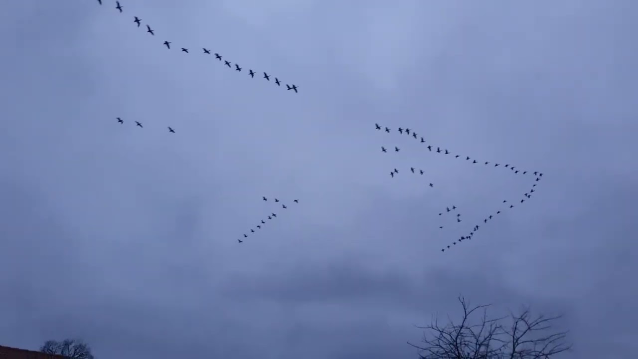 20251206 154107 | Common cranes | Tranor (Grus grus)