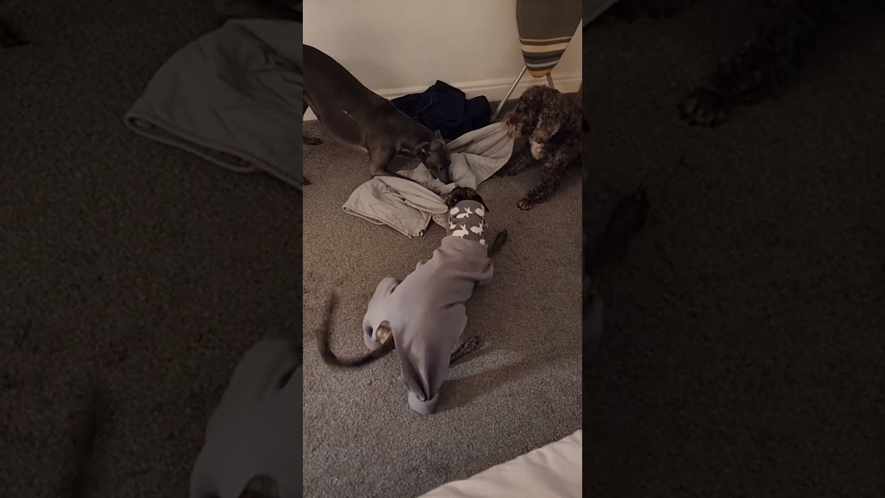 Arlo wants Ted, Archie wants Arlo 🙄  #shorts #dog