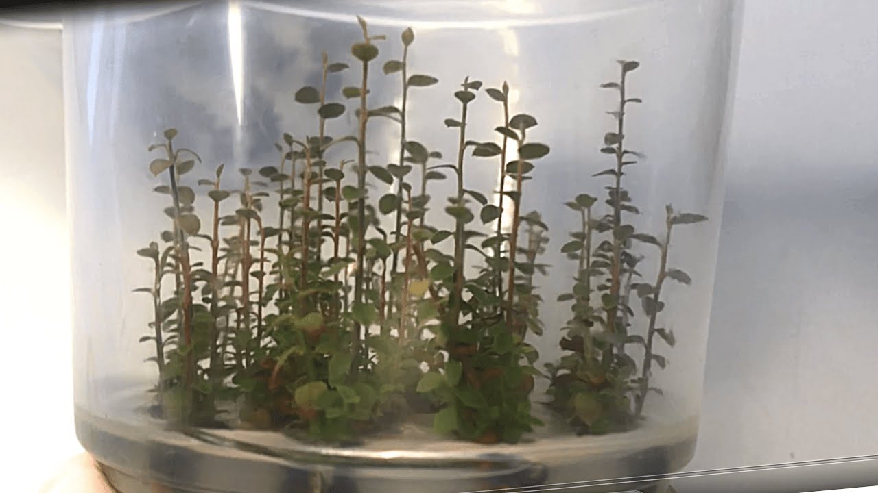 Micropropagación de arándano