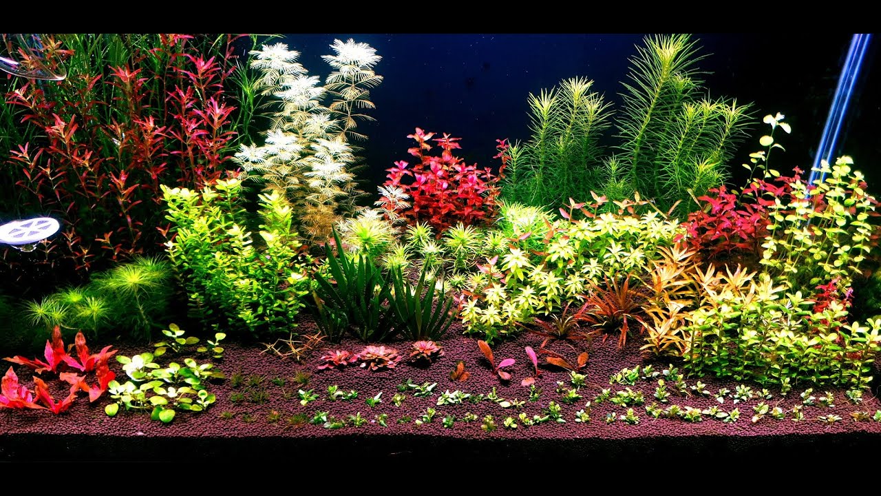 192.Akwarium 180l na Master Soil po miesiącu od zalania