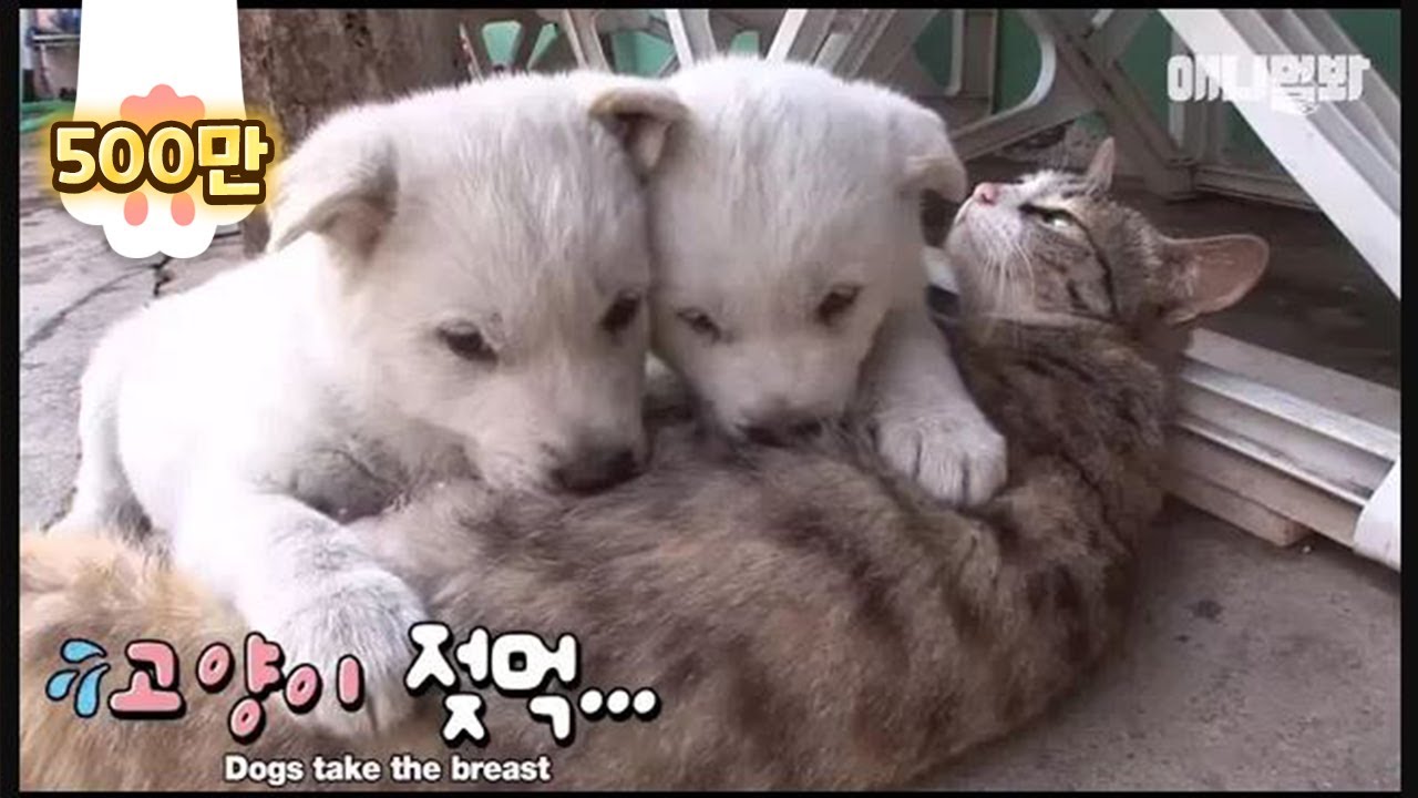 Щенки пьют молоко от кошки