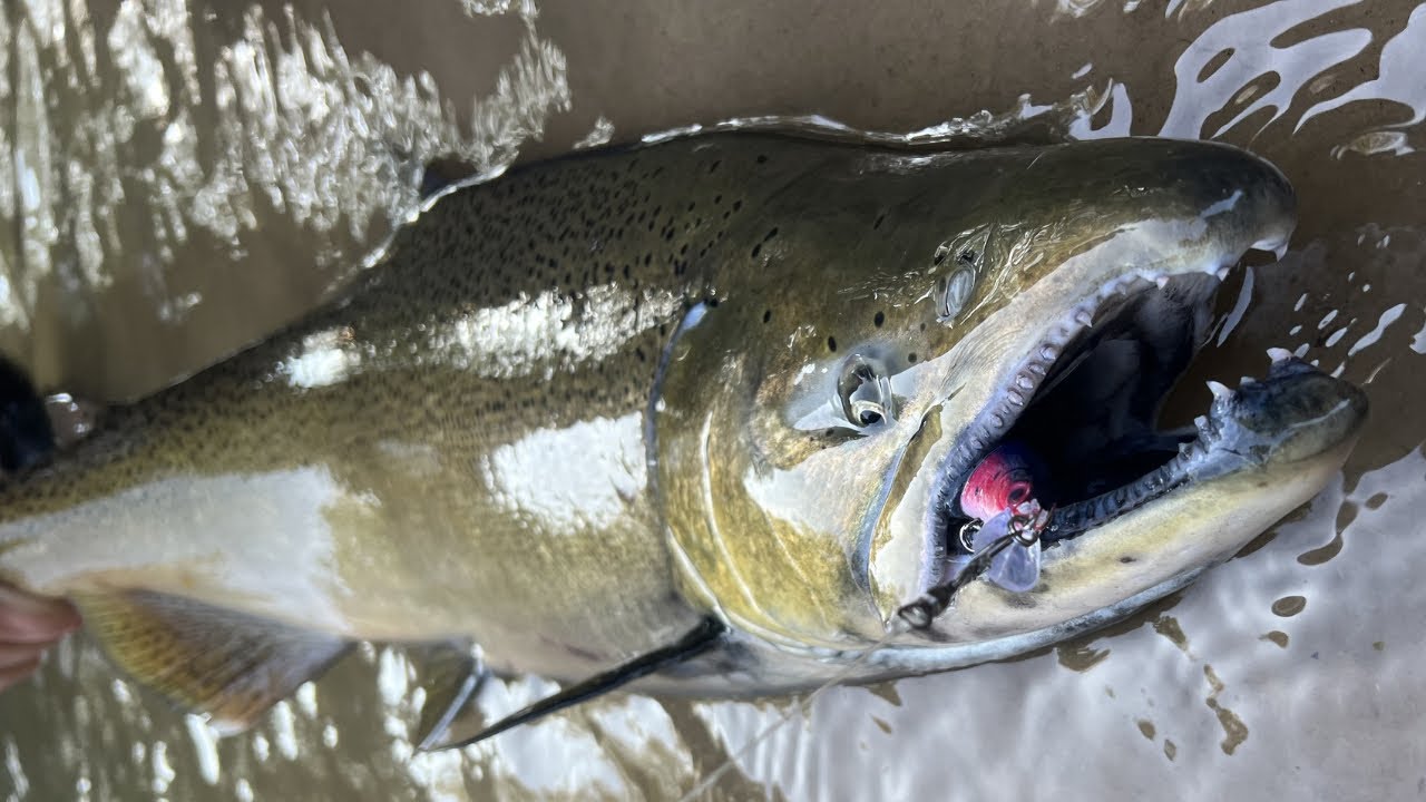King Salmon Hardware Bite | Ловля королевского лосося на джерк-бейт | Лучшие приманки для ловли л...