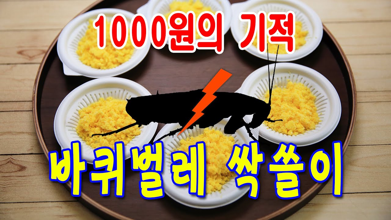 [생활의 지혜] 1000원의 기적, 바퀴벌레 아주 씨를 말려버리고 개미도 덤으로 싹쓸이