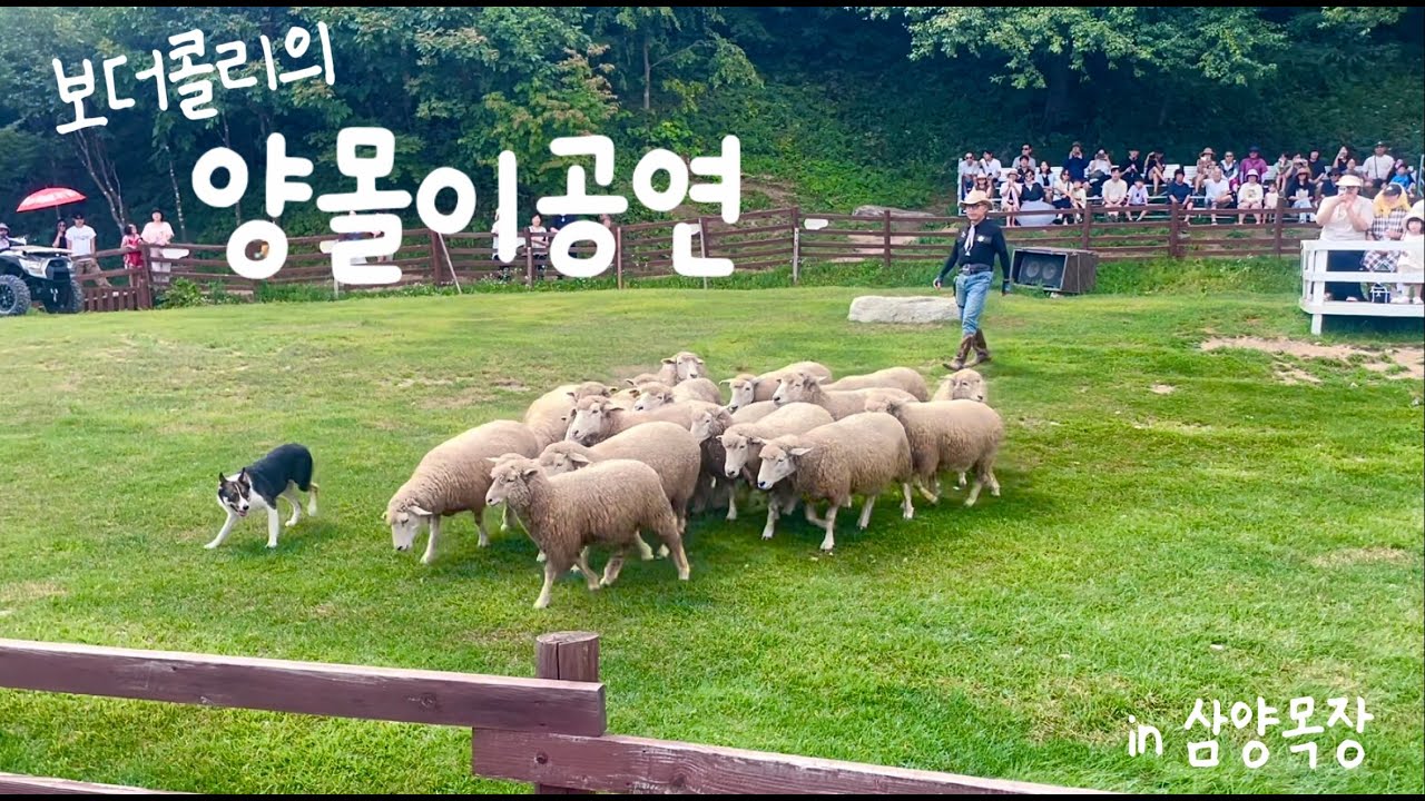 보더콜리의 양몰이공연🐕🐑🐑ㅣ삼양목장