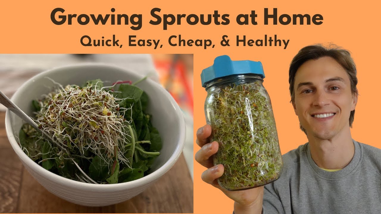 Growing SPROUTS at Home - Cheap, Fast, Super Healthy, Easy