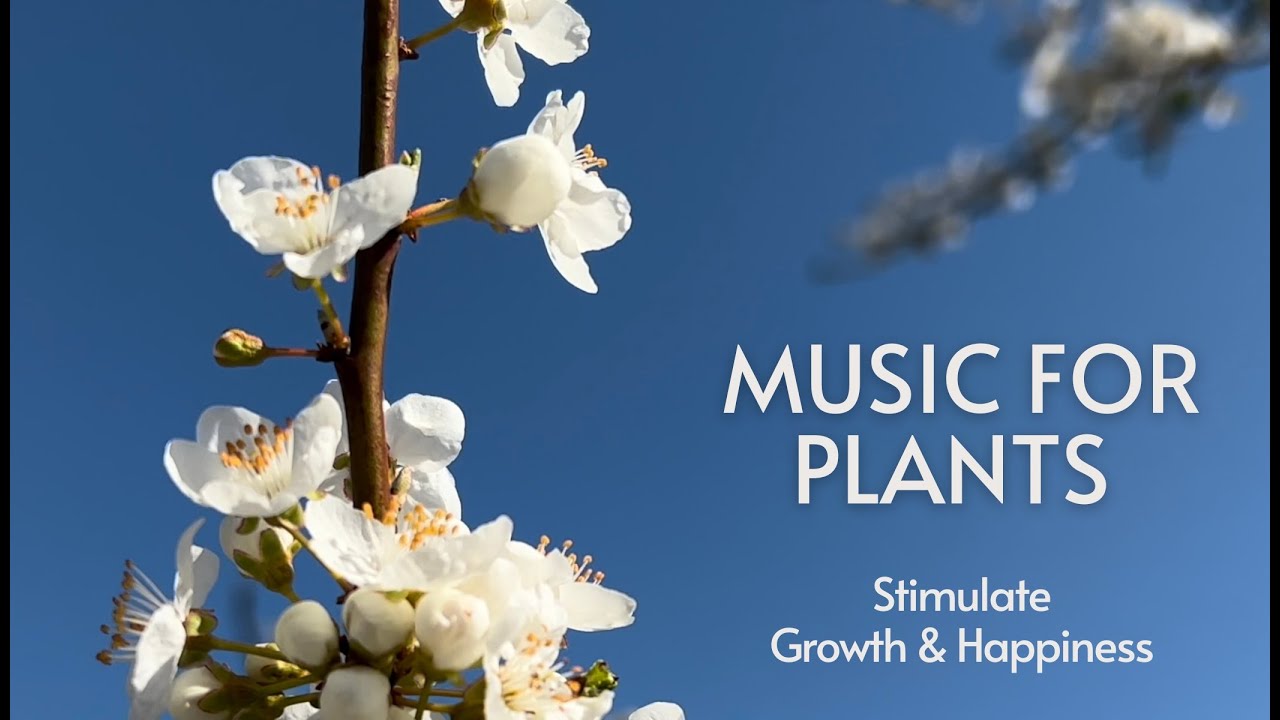 Music for Plants 🌱 Music Stimulation for PLANTS GROWTH & HAPPINESS