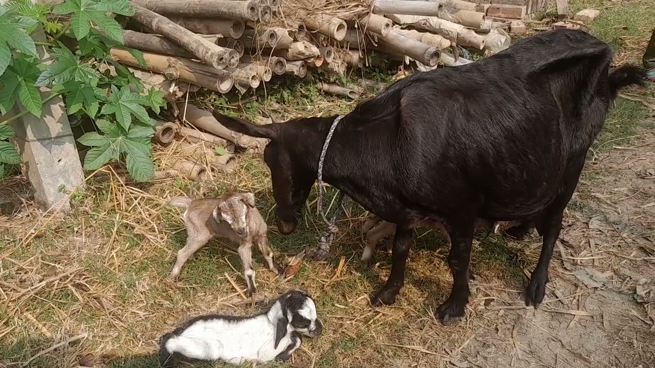 আমাদের খামারের ব্লাক বেঙ্গল ছাগলের নতুন বাচ্চা