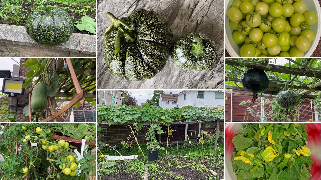 Amar mayer shoker bagan UK // vegetable harvest amar mayer garden video 2022 #206 #rajia_uk_vlogs