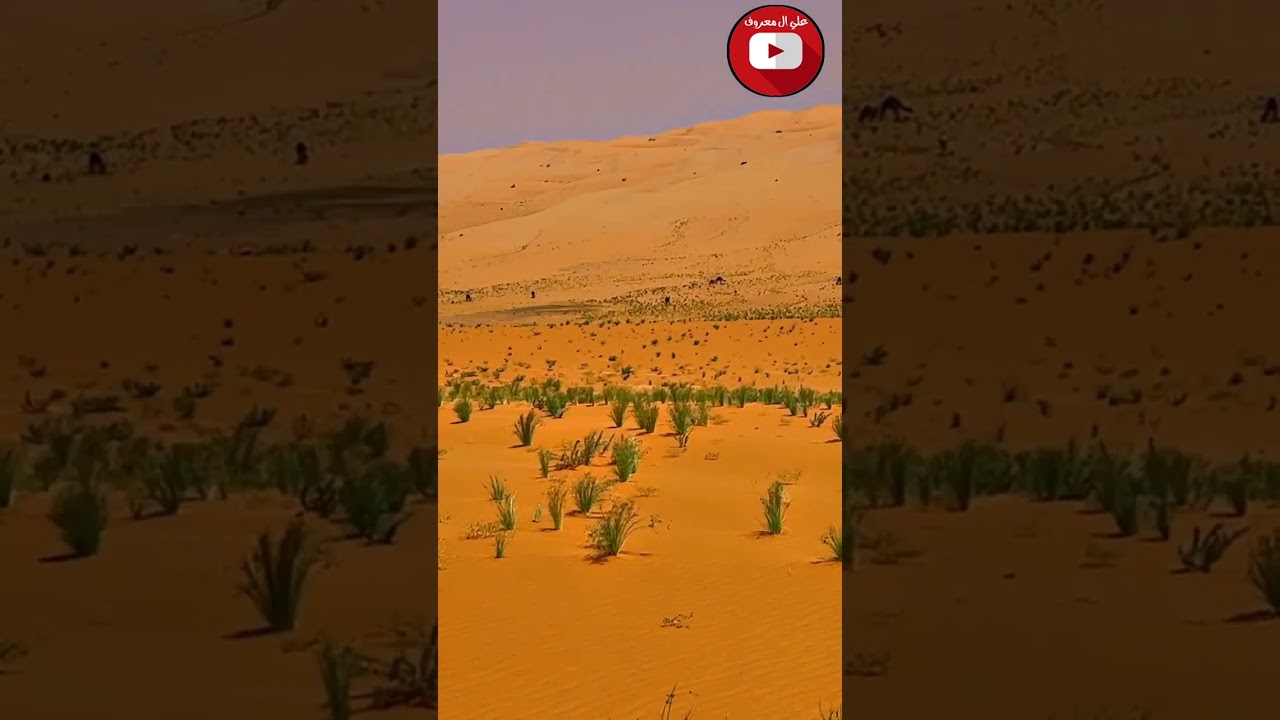 مقياض الربع الخالي ١٤٤٤/١٢/١ منكوس محمد ال دلبج
