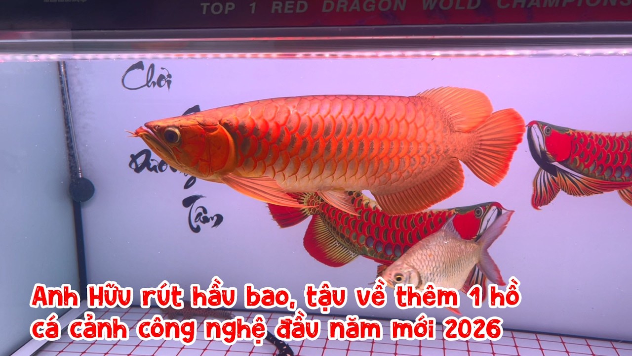 Anh Hữu rút hầu bao, tậu về thêm 1 hồ cá cảnh công nghệ đầu năm mới 2026