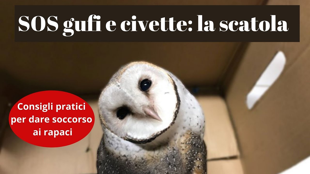 SOS Gufi e Civette- La Scatola 1° puntata