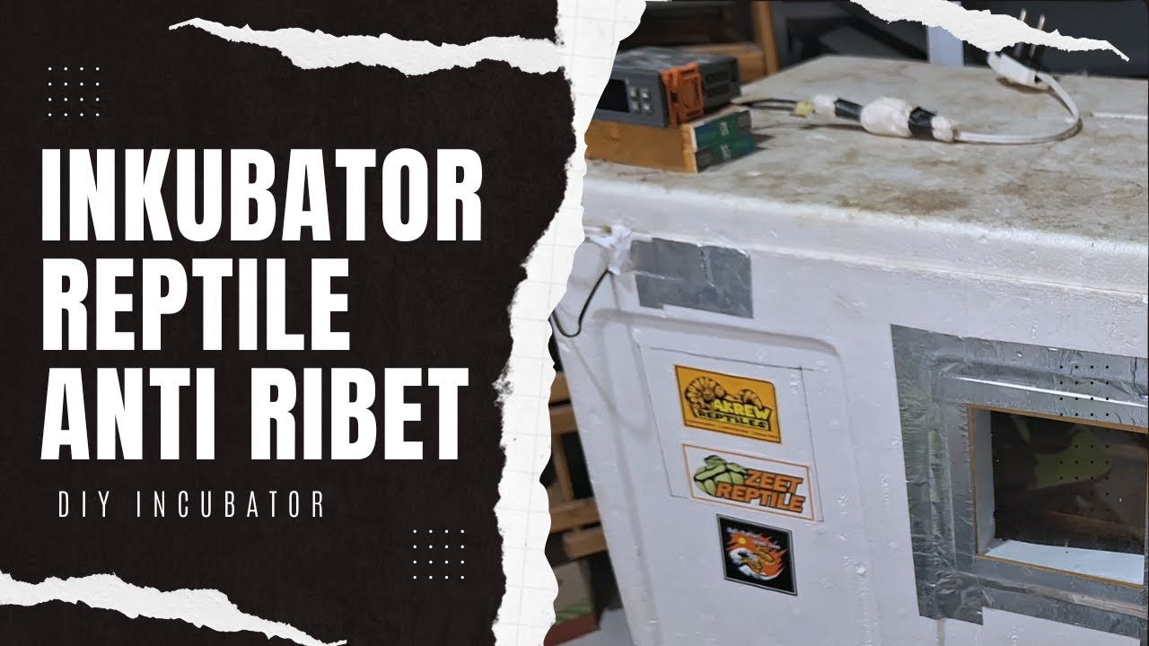Tips Membuat Inkubator Reptile yg Efektif dari Box Sterofoam - it's Work