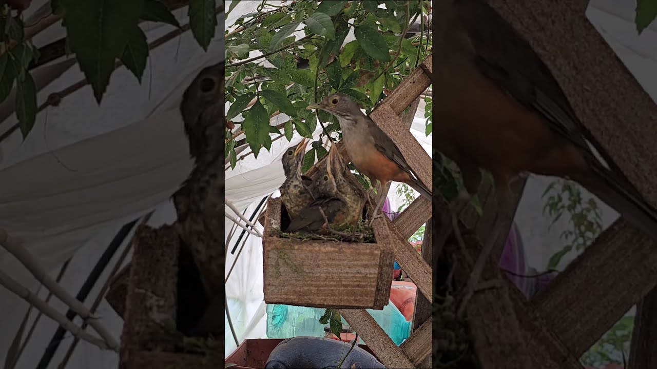 passarinho sabia shorts