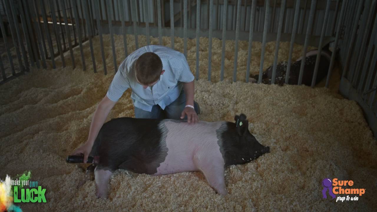 Show Pig: How to clip the body of your pig