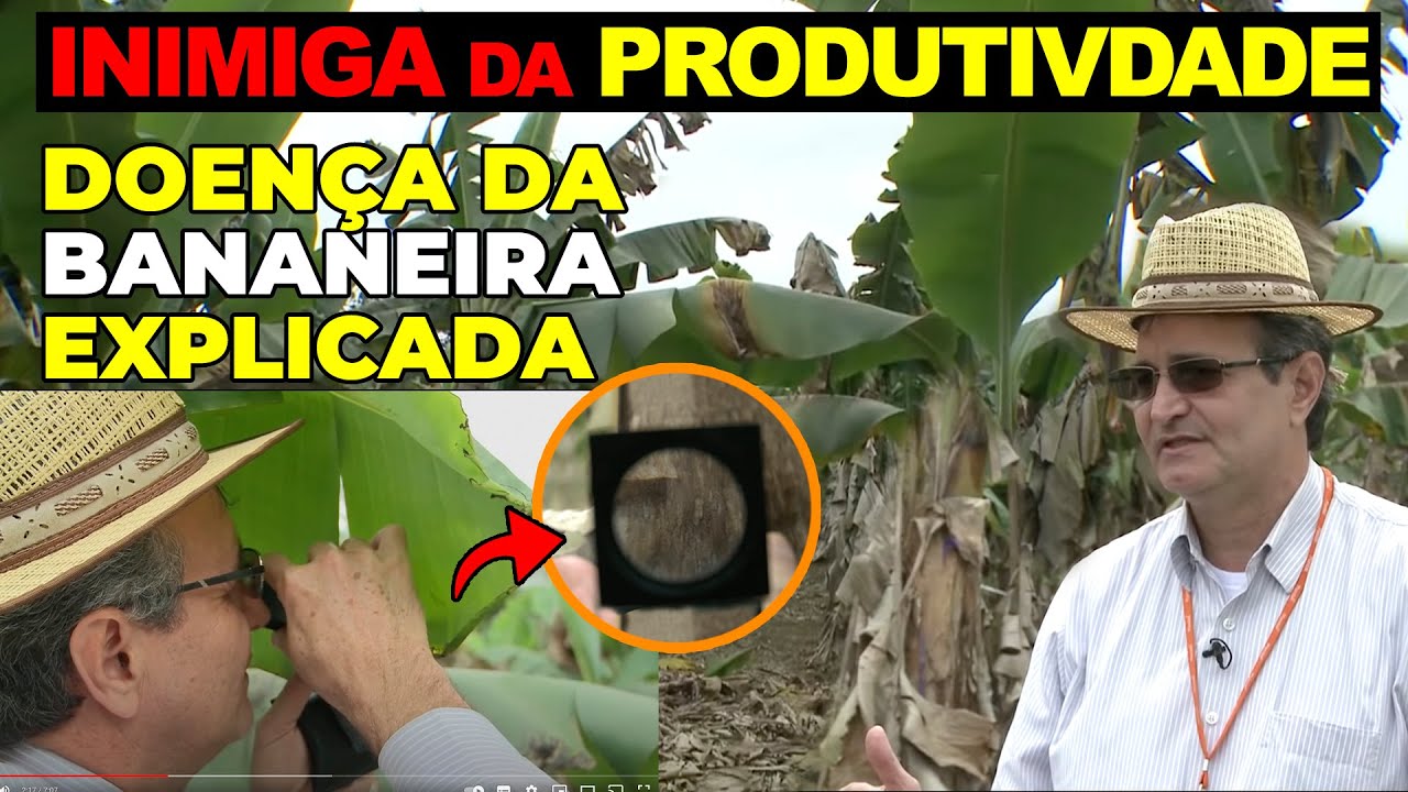 Sigatoka Negra - combate e prevenção