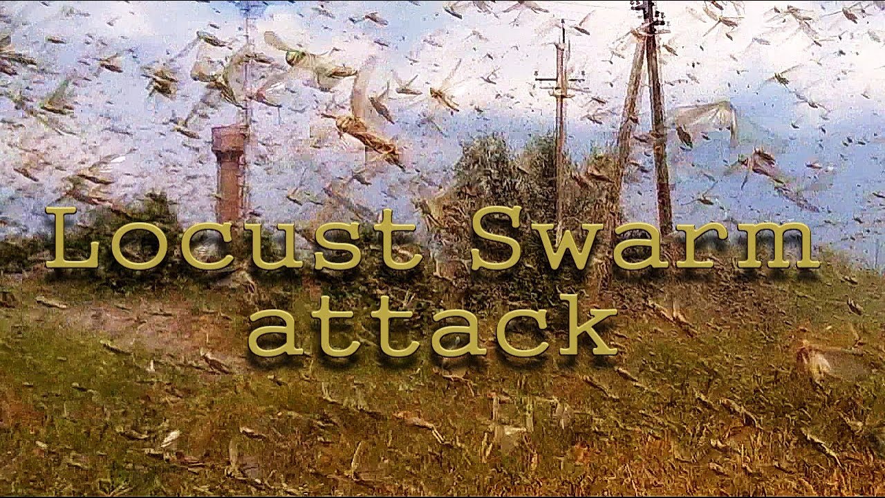 Locust Swarm attack