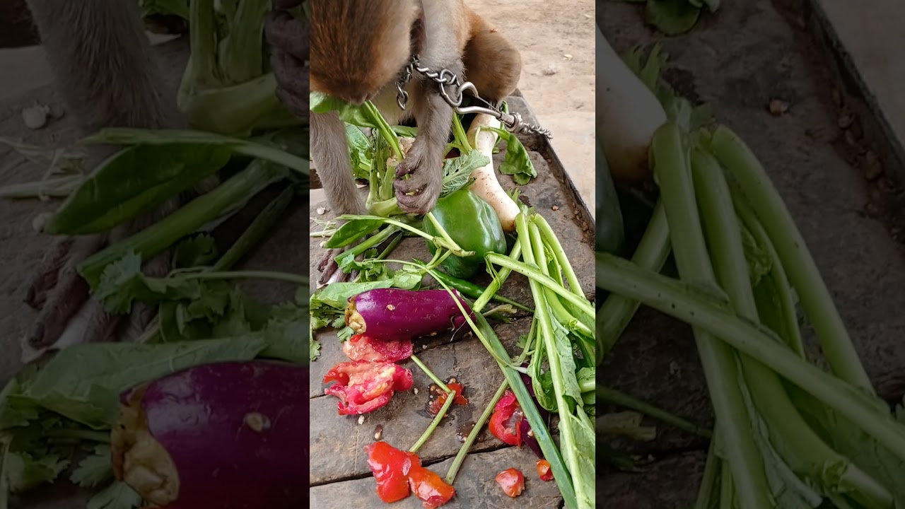 funny monkey eating vegetable👉🏻🐒🤑😍#youtubeshorts