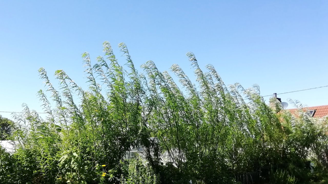 Willow Update Late Summer 2020