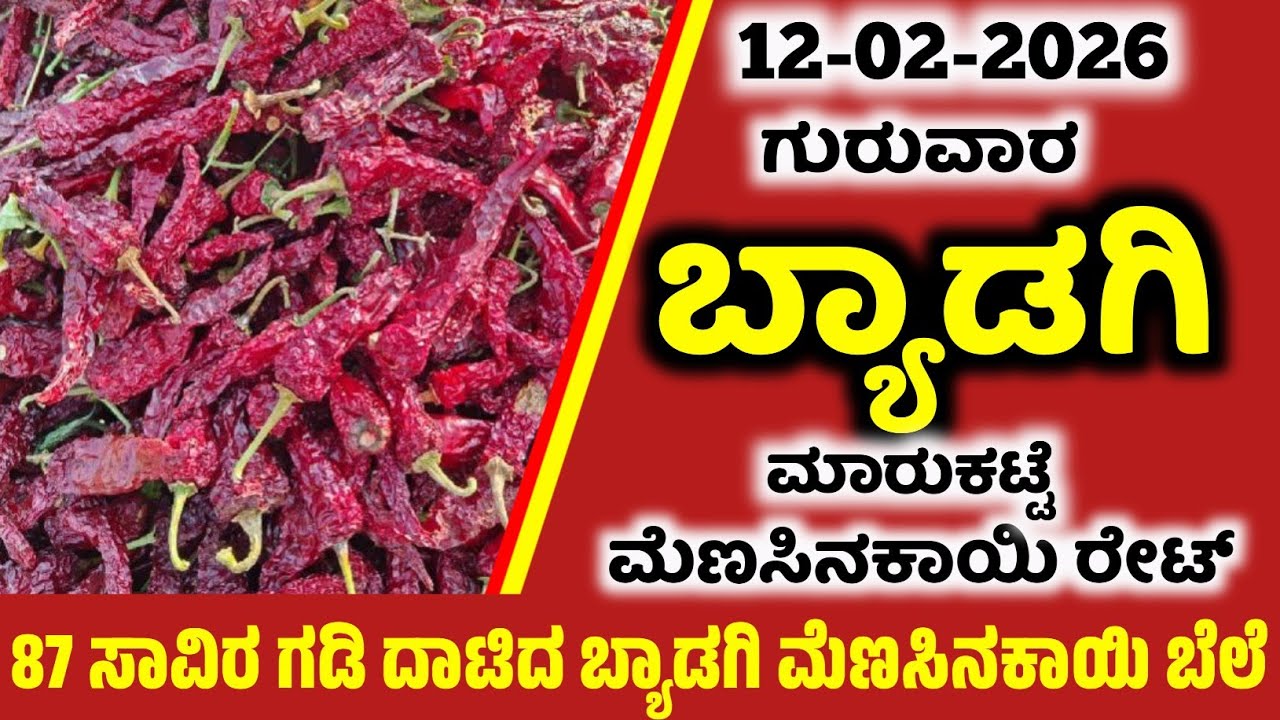 12-02-2026 Thursday Byadgi Market Mirchi Rate | chilli Rates  Byadgi Market chilli Rate#Byadgimarket